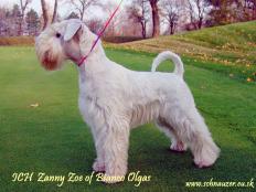 ICH Zanny Zoe of Bianco Olgas