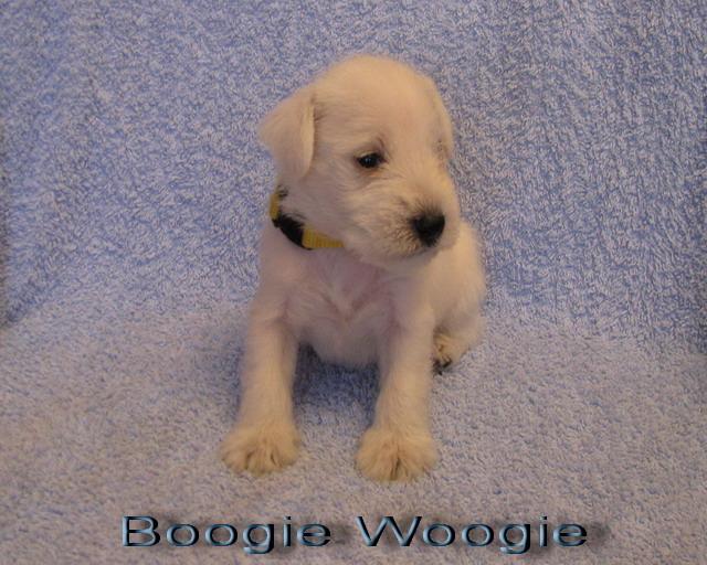 Boogie Woogie  - 3. week