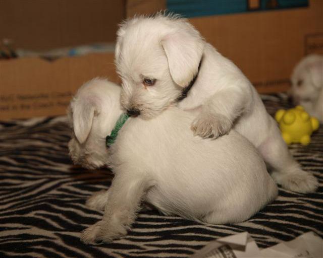 Puppies 1. month