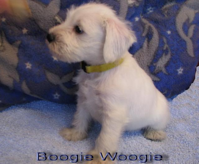 Boogie Woogie - 5  weeks