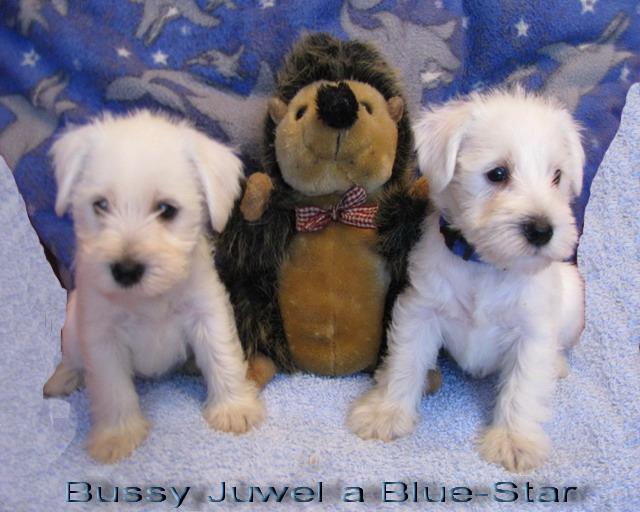 Bussy Juwel und Blue-Star, 5  Wochen