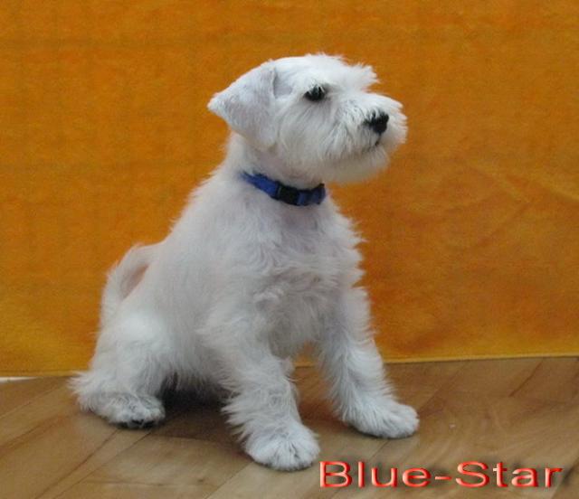 Blue-Star - 9  weeks, sold