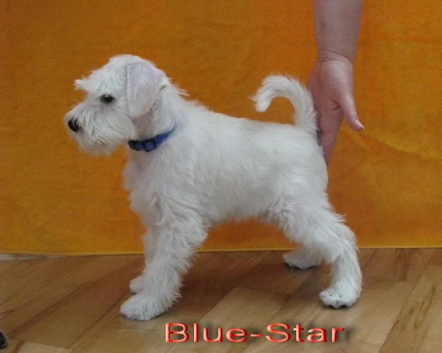 Blue-Star - 9  weeks, sold