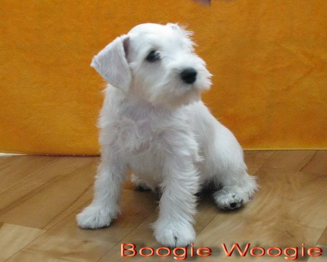 Boogie Woogie - 9  weeks, sold - EXPORT