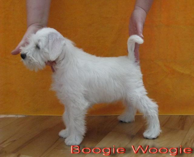 Boogie Woogie - 9  weeks, sold