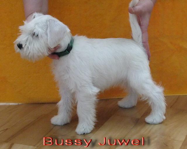 Bussy Juwel - 9  weks, sold